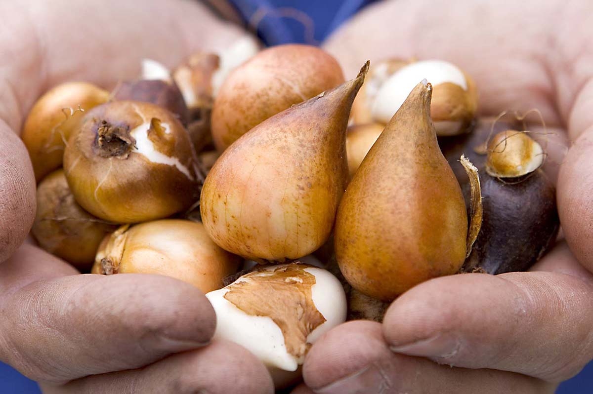 Plantar bulbos de flores: quando e como fazer?