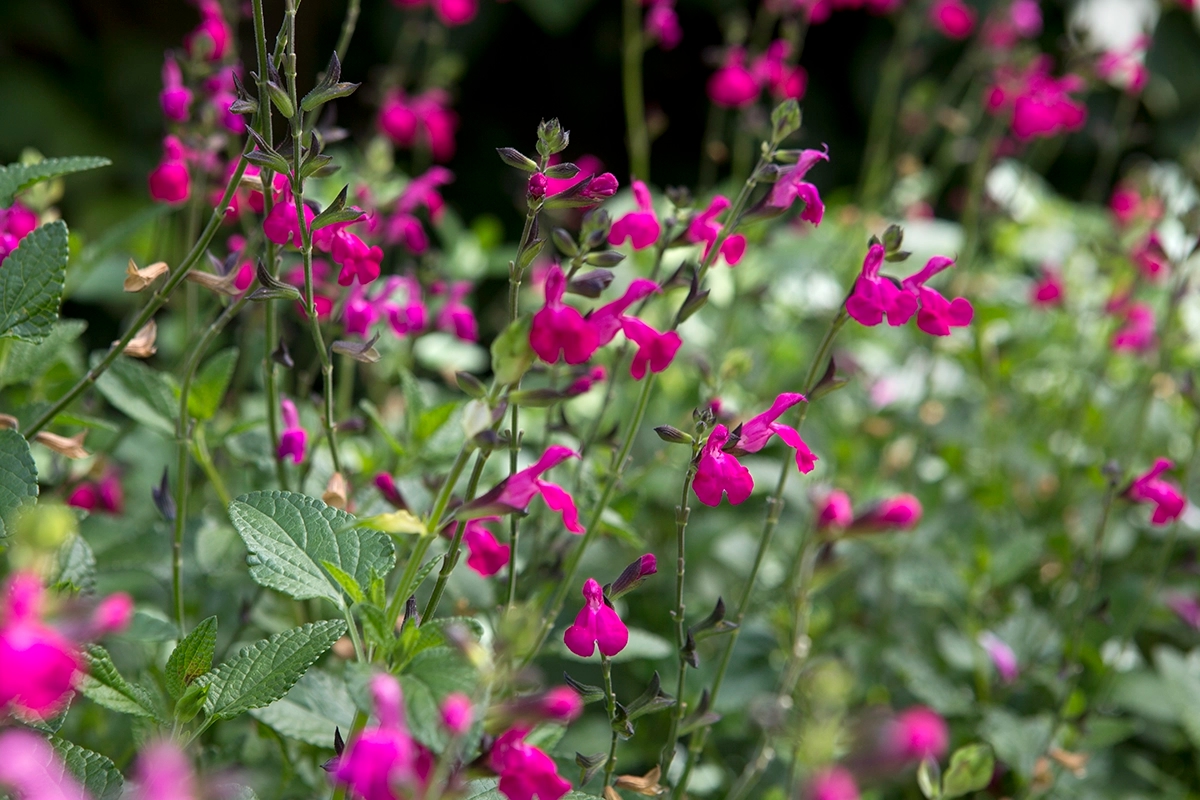 Salbei (Salvia) schneiden: Wann und wie geht man dabei vor?