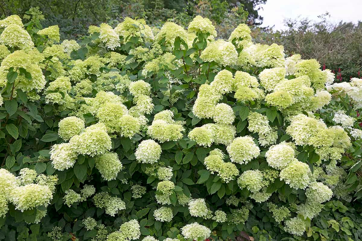 Waarom je geen hortensia in je tuin moet planten