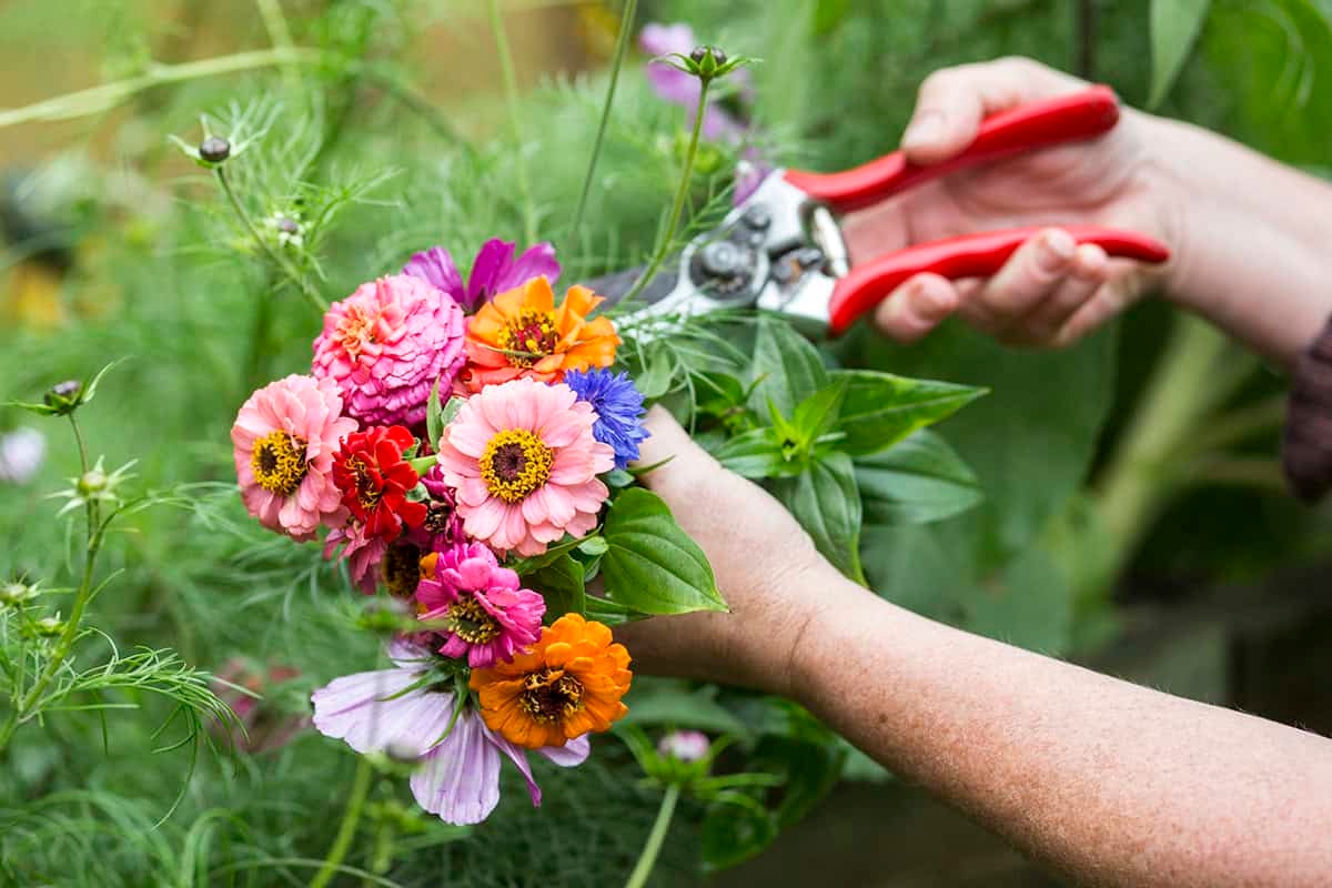 Zinnia zaaien: wanneer en hoe doe je dat?
