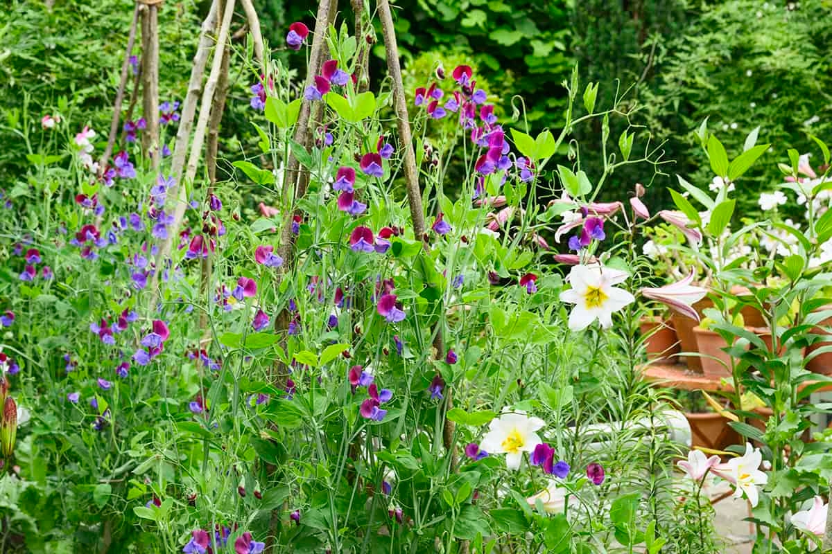 You don't want to miss these gardening jobs in the first week of summer!