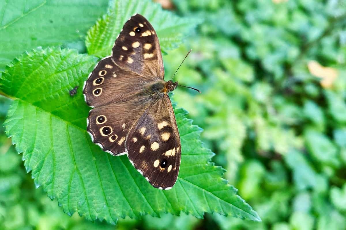 14 Gartenarbeiten für nach den Maiferien