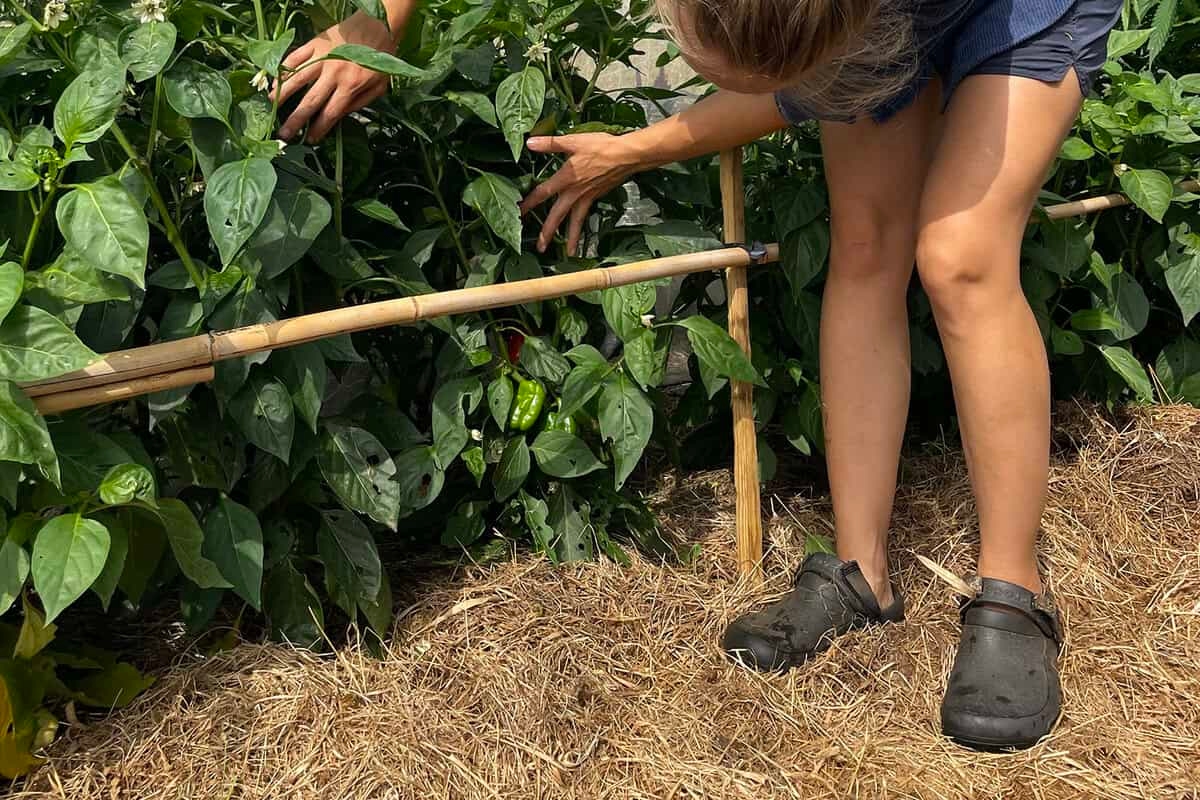 Droogte in de (moes)tuin? Dit moet je uitproberen