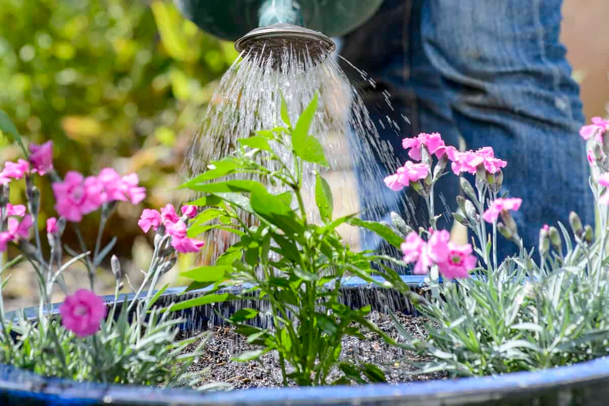 How to make your garden survive the dry summer: 10 tips from experts