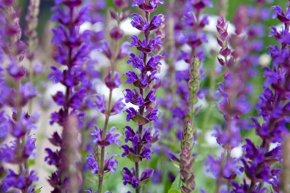 12 Gartenarbeiten, die Sie in dieser Juniwoche nicht auslassen sollten