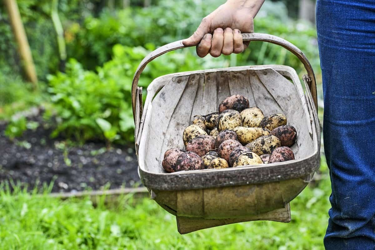 Wann Kartoffeln ernten? So erkennen Sie den richtigen Zeitpunkt