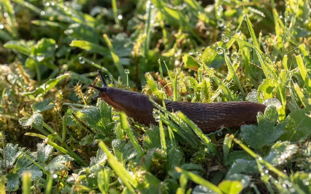 Natural pest control: slugs and snails