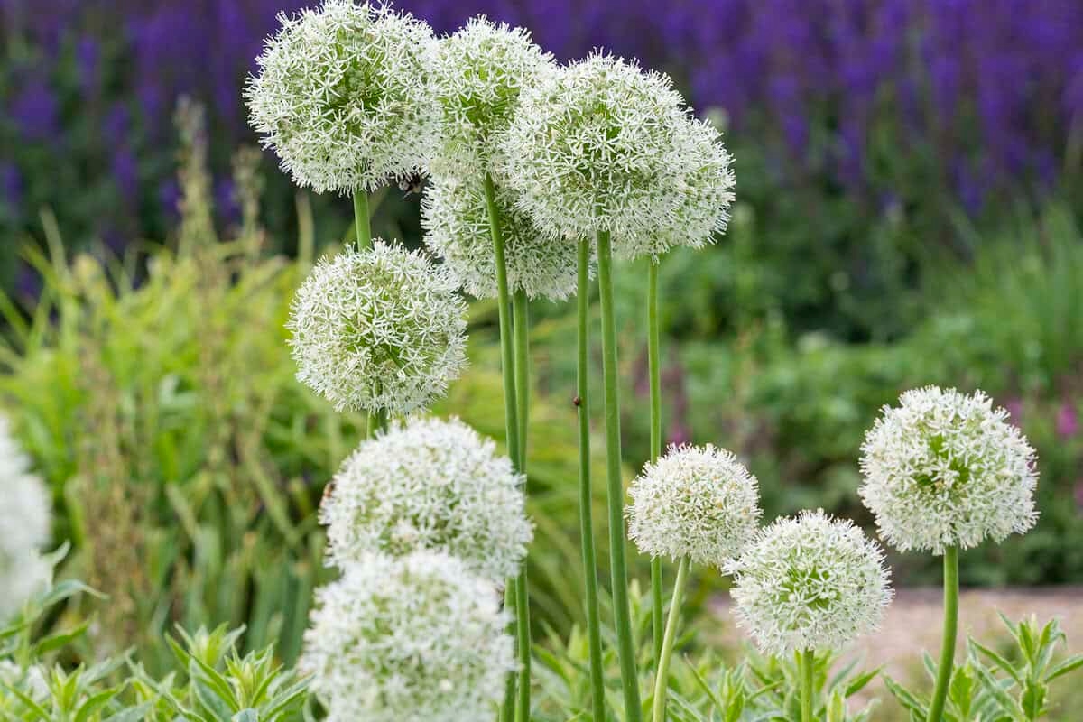 Défilé de bulbes à fleurs, jour 5 : Gagnez la collection d'alliums ornementaux de haute qualité