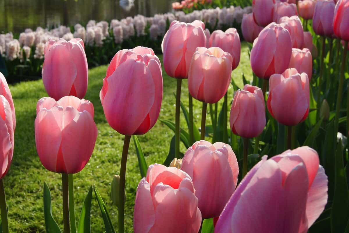 Défilé des bulbes à fleurs, jour 6 : Gagnez le forfait Tulipes longues