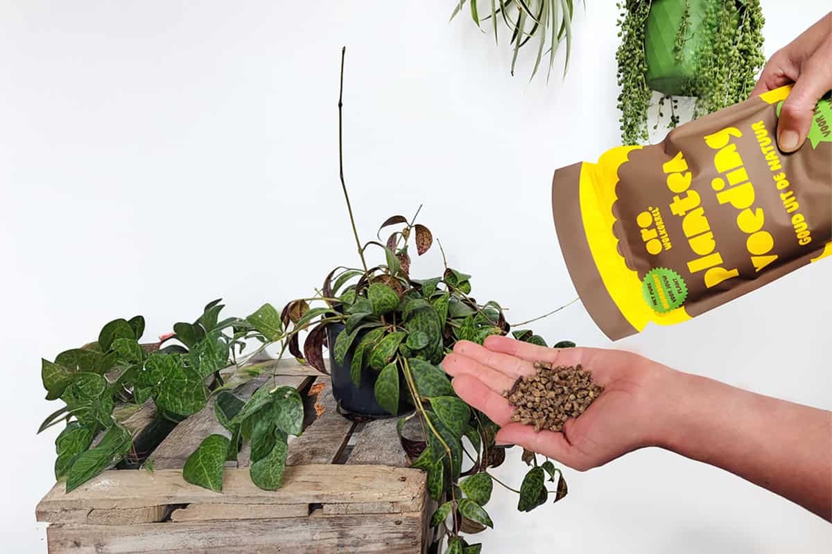 Nutri le tue piante con pellet di lana (concorso)