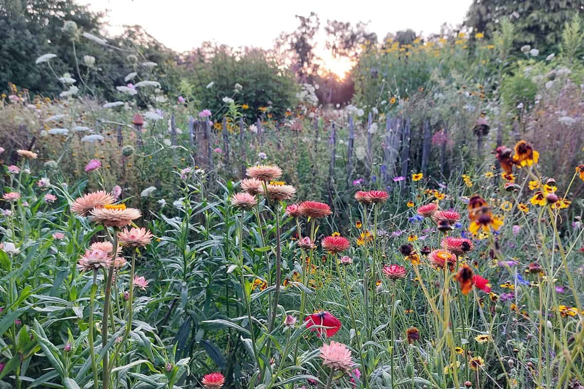 Un'estate piena di fiori? Prolunga la fioritura con questi 7 consigli