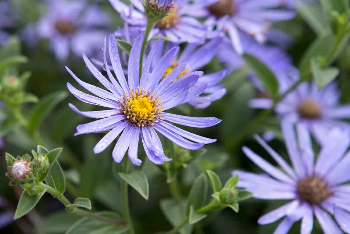 Deze tuinplant is onmisbaar in de herfst