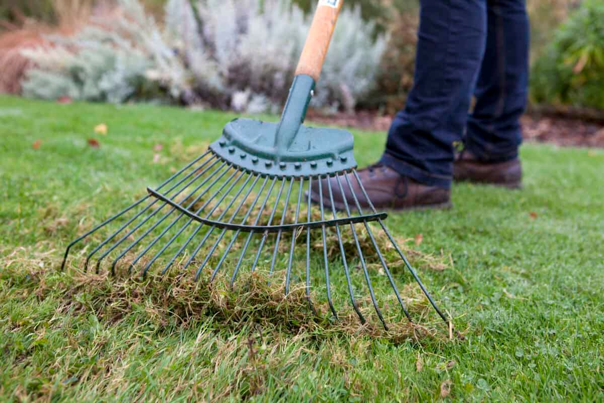 Scarifying grass: how and when do you do it?