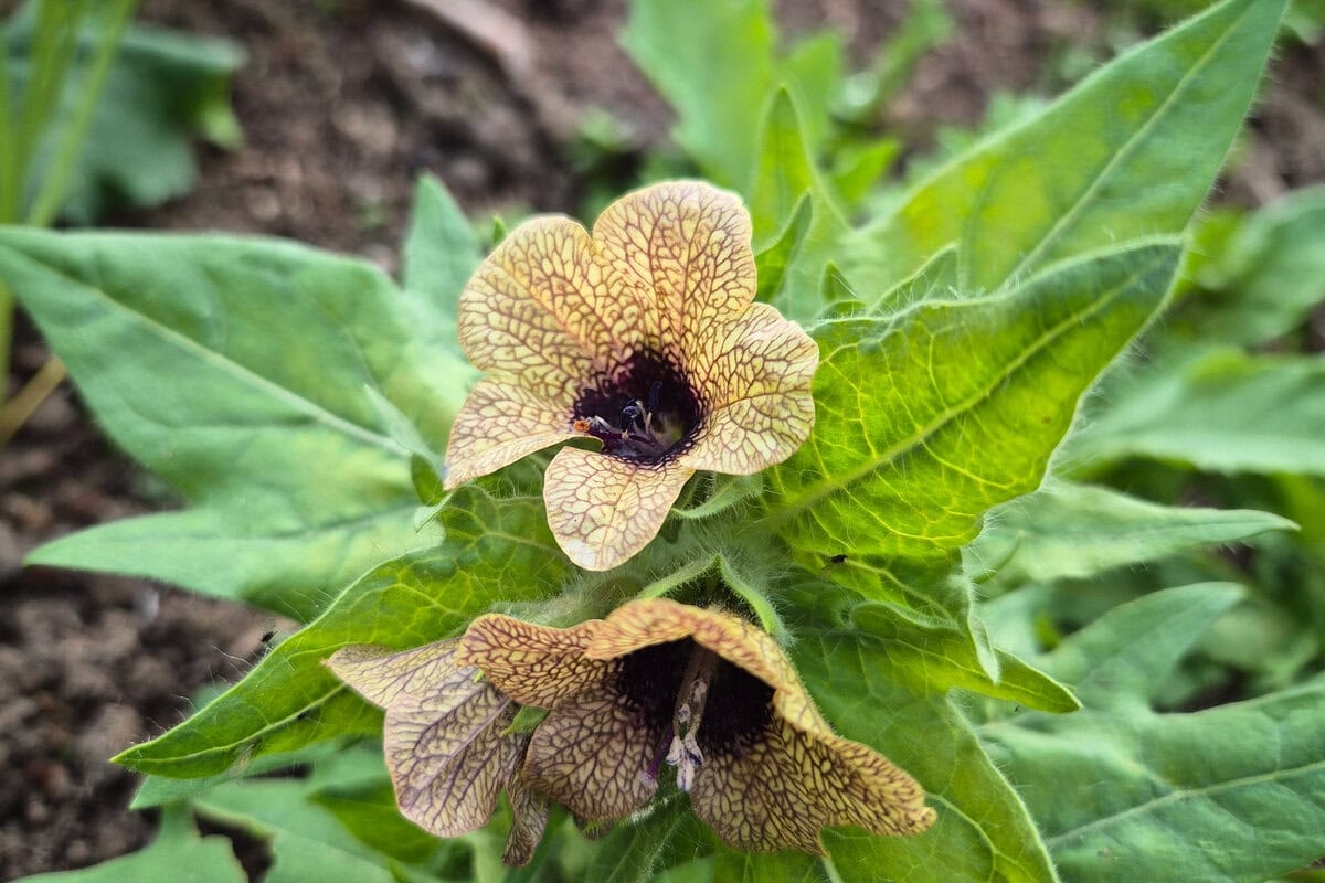 Pas op met deze 6 (extreem) giftige moestuin onkruiden