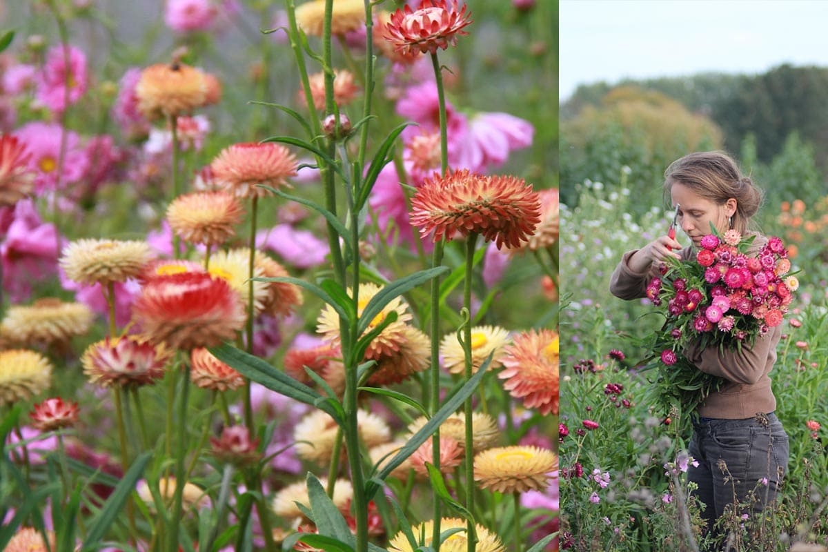 Bloemenboerin Lies: “De strobloem is en blijft een van mijn favoriete droogbloemen”