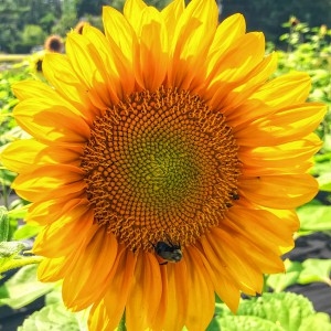 Earth Matters: Do plants know math? Three Valley plants share a surprising secret