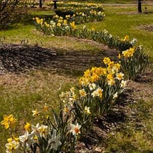 Coltiva con Mickey Rathbun: un nastro fiorito cattura lo sguardo: un architetto paesaggista ha piantato 1.500 narcisi nell'Orchard Arboretum di Amherst