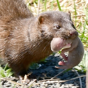 Apropos Natur: Motivierte Nerzmutter