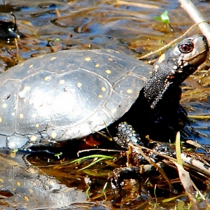 Apropos Natur: Die Gefleckte Schildkröte steht unter Druck: Jetzt ist der Zeitpunkt im Lebenszyklus der Schildkröte, an dem die Weibchen am anfälligsten sind