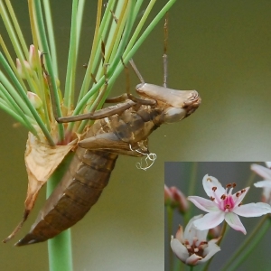 Hablando de naturaleza: ¿Has oído hablar alguna vez de una exuvia?: Un uso triunfal de un vocabulario científico inesperado