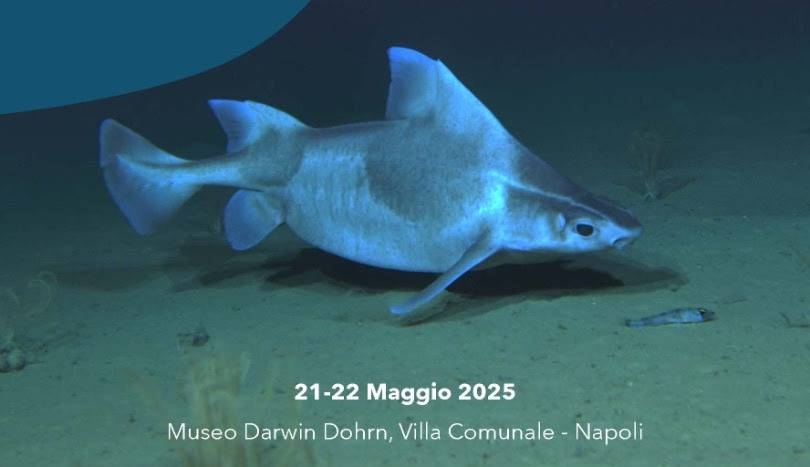 Ein nationaler Plan zur Erhaltung der Haie und Rochen in den italienischen Meeren, Seminar im Darwin-Dohrn-Museum