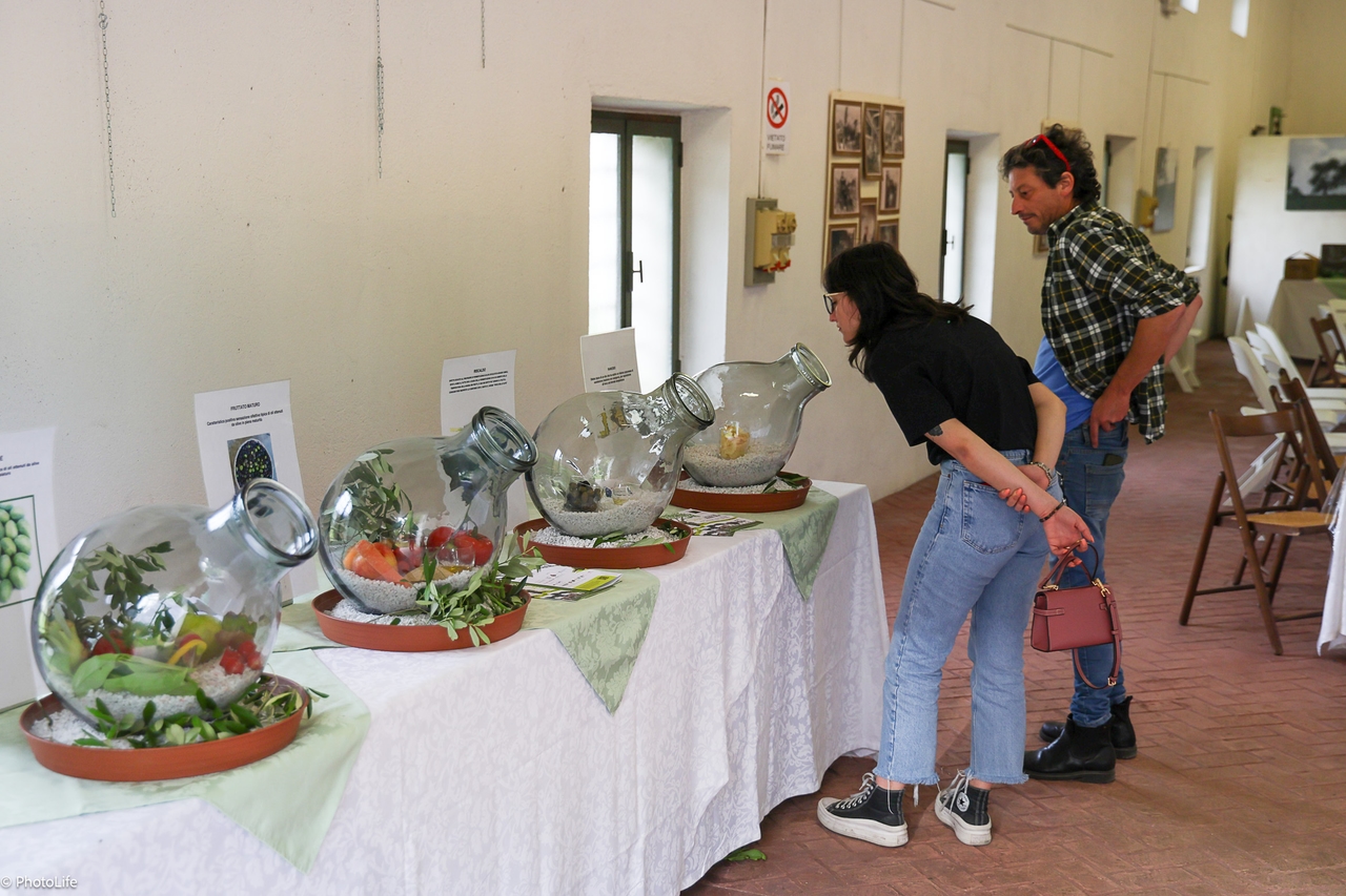 Ai nastri di partenza la 20ima edizione di ‘Olio e Dintorni’