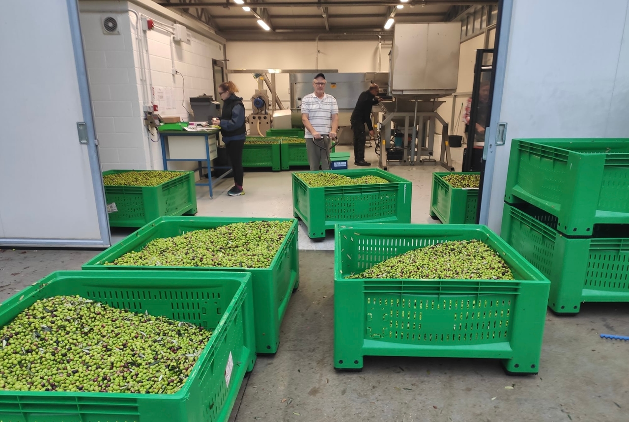 Olivicultura em FVG, formação através do Consórcio de Produtores de Óleo EVO