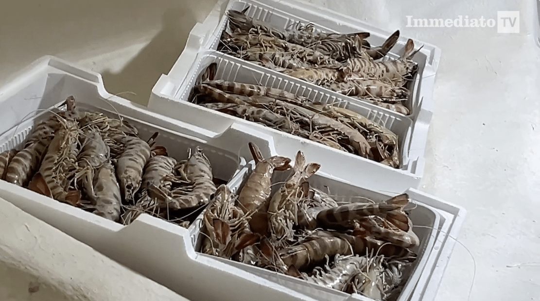 Adriatico, scatta il fermo pesca: stop da Manfredonia a Bari fino al 29 settembre