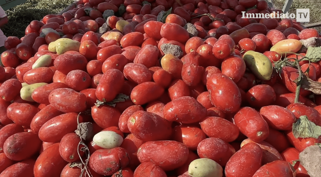 Alarme em Capitanata: produção de tomate despenca, com queda de 30% na colheita. Os preços estão subindo, mas não são suficientes para cobrir os custos.