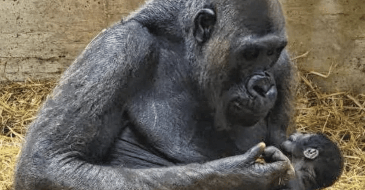 Fasano Zoosafari viert zijn grote succes: er is een babygorilla geboren, de eerste in Italië in bijna 50 jaar.