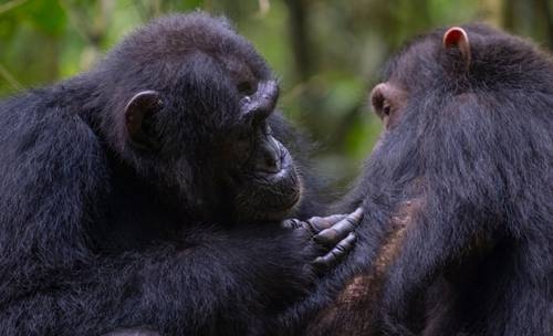 Os chimpanzés não apenas curam suas próprias feridas como também prestam primeiros socorros aos outros.