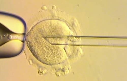 Mediante donación mitocondrial, nacen ocho bebés sin enfermedades hereditarias