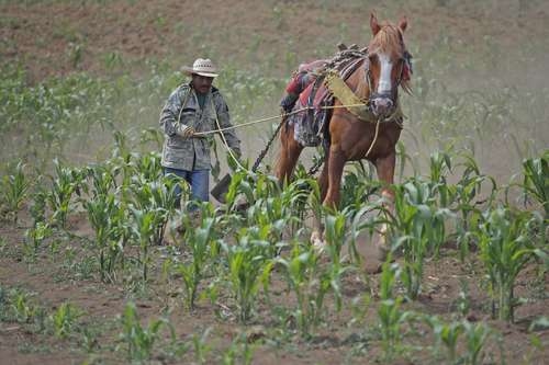 México, sin autosuficiencia en maíz y carne, dos de los pilares de la dieta nacional