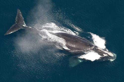 La popolazione di una delle balene più rare al mondo è in crescita, afferma uno studio