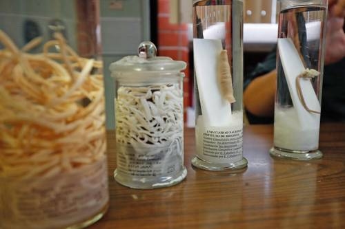 Meksika'ya özgü bir halkalı solucan antibakteriyel moleküle katkıda bulunuyor