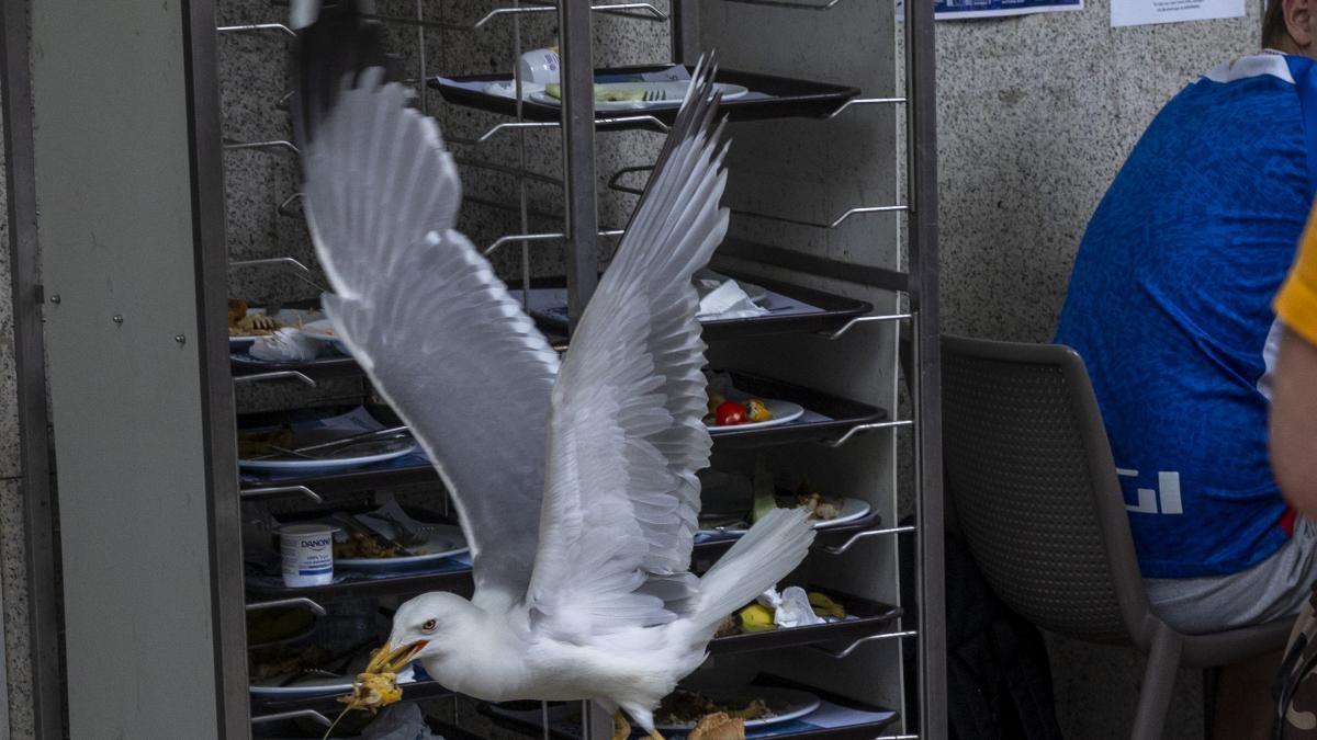 The voracious seagulls