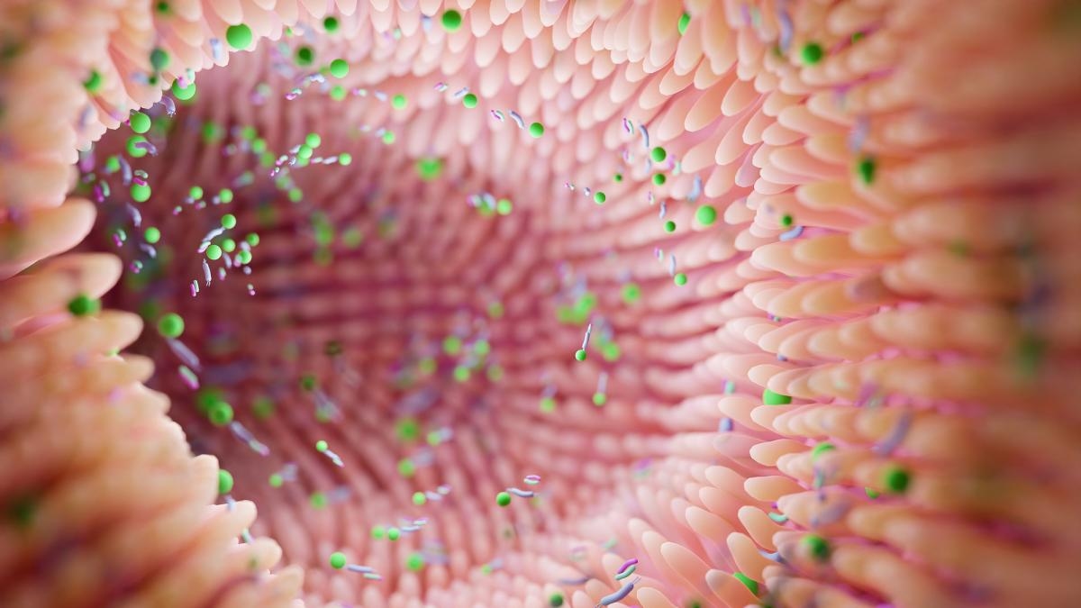 Catalunha cria o primeiro banco público de microbiota fecal para tratar infecções intestinais graves.