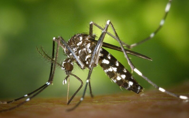 Região metropolitana de Lyon: um caso de chikungunya de transmissão local foi detectado em Meyzieu.