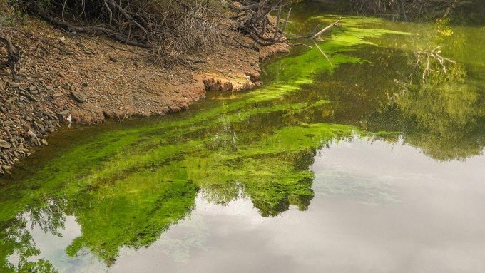Mornant: Madonne Gölü'nde siyanobakteri uyarısı