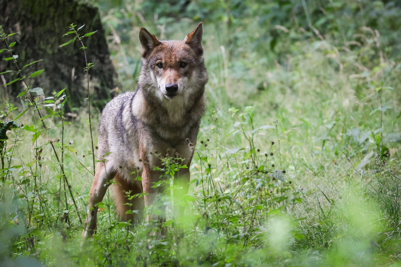 Wolfstötung in MV | Umweltminister unter Beschuss