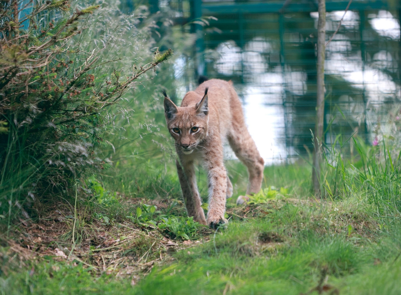 Propagação do lince | Para onde leva o caminho dos linces do Harz?