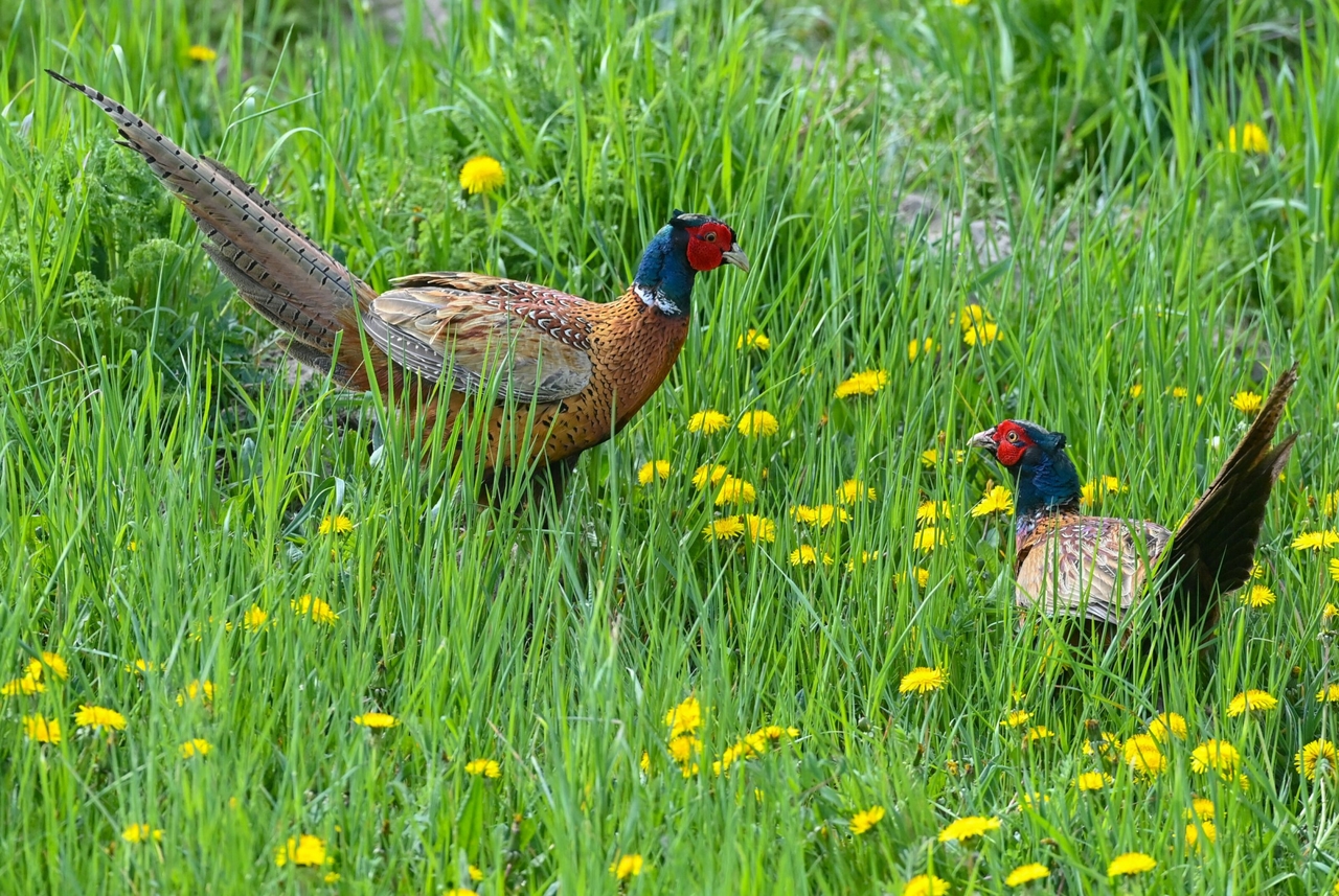 "The Influence of Pheasants" | Antje Rávik Strubel: When the Cutlery Slips Away