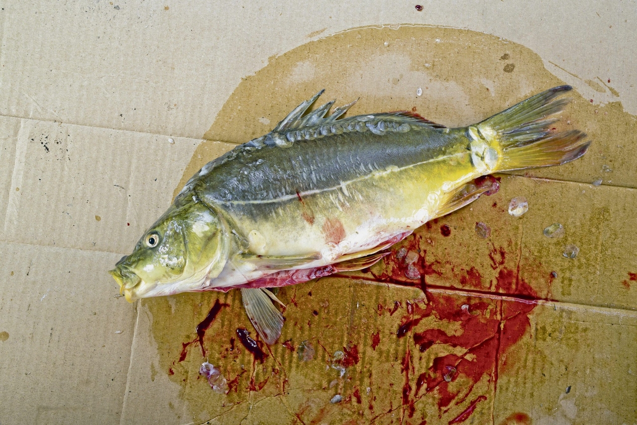 Letteratura | Leonhard F. Seidl: I transfrontalieri sul territorio