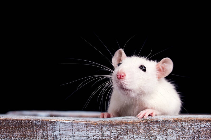 Metformin: Blood sugar control is also a matter of the mind