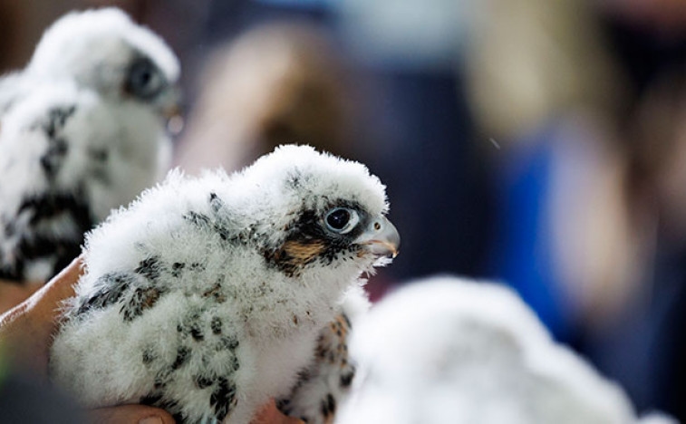 Australijski sokół opsednuta z Melbourne koji su został gwiazdą internetu (WIDEO)