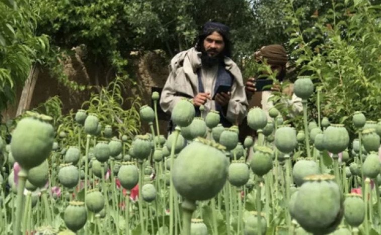 ONU : La production d'opium en Afghanistan a été ouvertement interdite par les talibans.