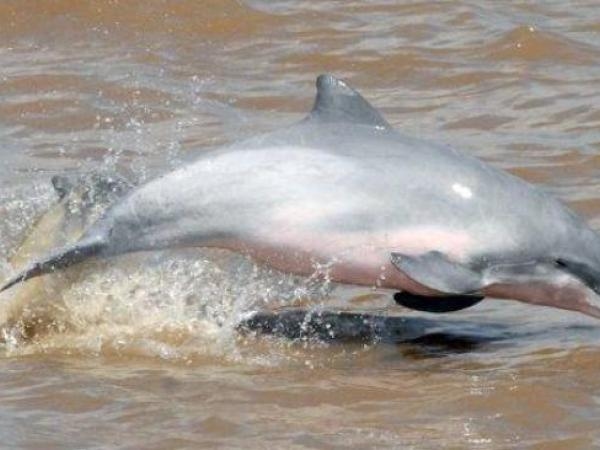 Der süßeste Delfin der Welt ist vom Aussterben bedroht.