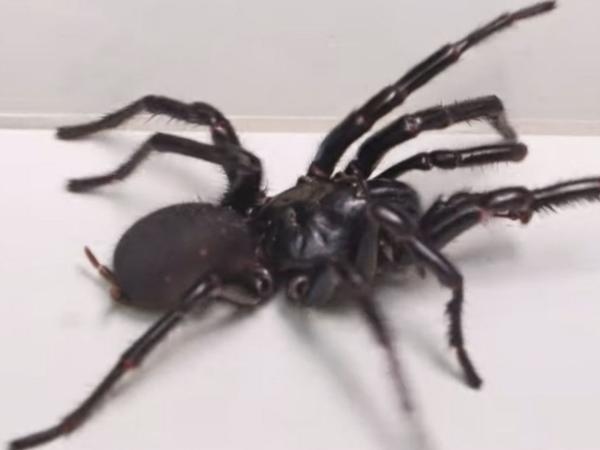 Cette araignée est très dangereuse pour l’homme : comment l’identifier ?