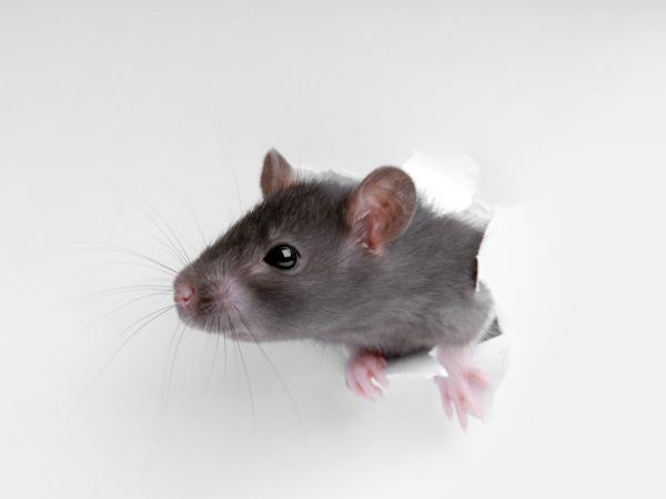 Pocos lo saben y es importante: ¿qué ruido espanta a las ratas?