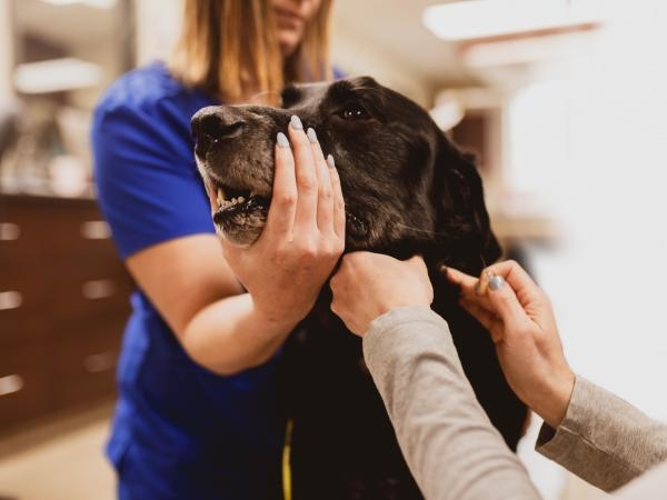 ¿Qué tan valorados se sienten los veterinarios hoy en día?